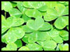 An Irish greetings! - Irish Blessings & Heritage ecards - St. Patrick's Day Greeting Cards