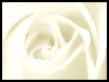 White Rose For Eternal Love! - Floral Wishes ecards - Flowers Greeting Cards