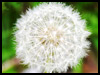 Dandelion Wishes! - Floral Wishes ecards - Flowers Greeting Cards