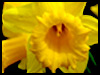 Regards Daffodil! - Floral Wishes ecards - Flowers Greeting Cards